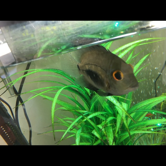 Meet your Posher, Chris - Picture 1 of 1